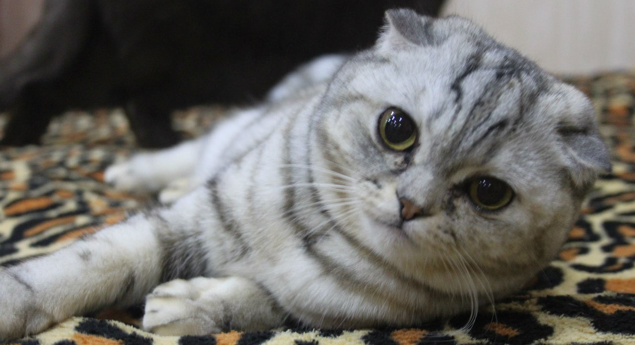 Кот с обрезанными ушами