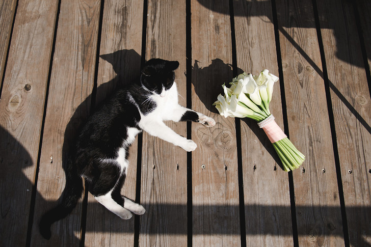 Фото №4 - 9 популярных цветов, которые смертельно опасны для котов