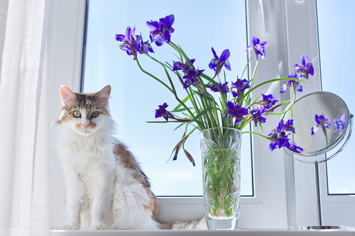 Фото №3 - 9 популярных цветов, которые смертельно опасны для котов