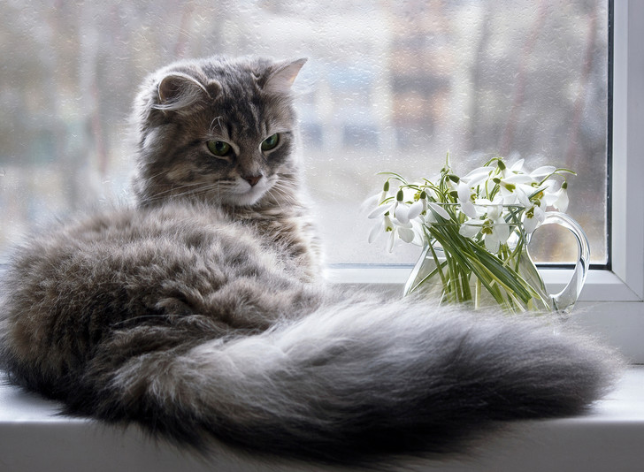 Фото №7 - 9 популярных цветов, которые смертельно опасны для котов