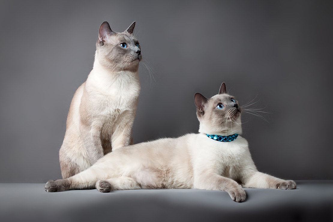 Окрасы сиамских кошек-2