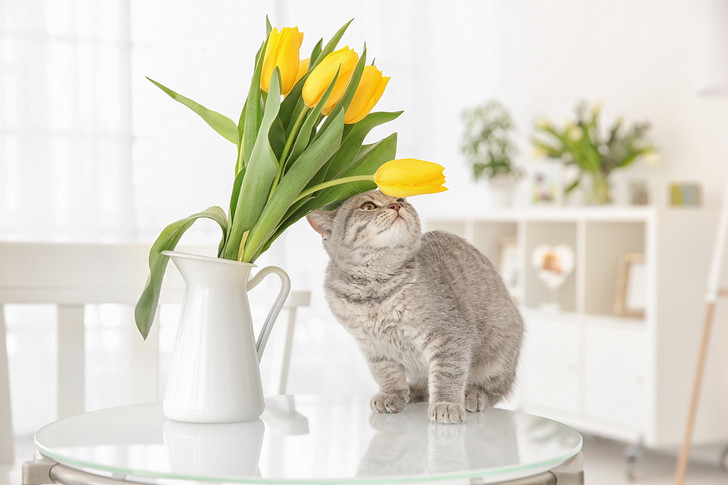 Фото №8 - 9 популярных цветов, которые смертельно опасны для котов
