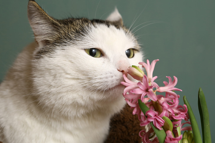 Фото №2 - 9 популярных цветов, которые смертельно опасны для котов