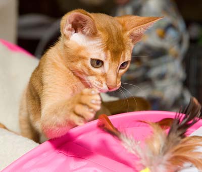 Red Abyssinian kitten is playing with feather in a pink bag.