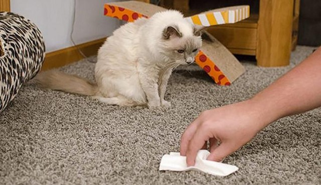Как избавиться от кошачьего запаха мочи в квартире в домашних условиях