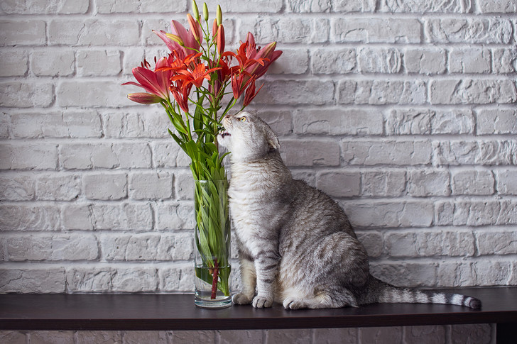Фото №5 - 9 популярных цветов, которые смертельно опасны для котов