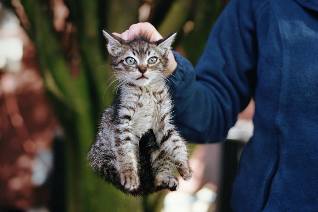 Можно ли дома держать кошку. Котенок за шкирку. Кот на руках. Кошка несёт котёнка за шкирку. Котенка держат за шкирку.