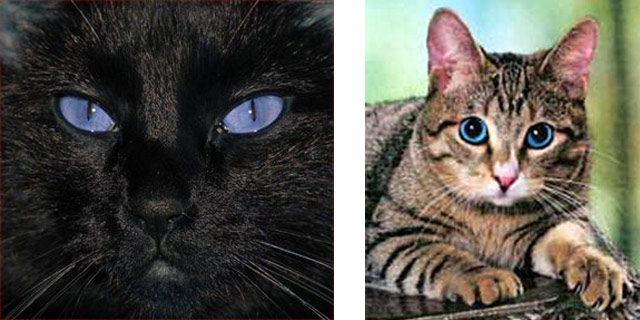 Американские голубоглазые кошки Охос Азулес