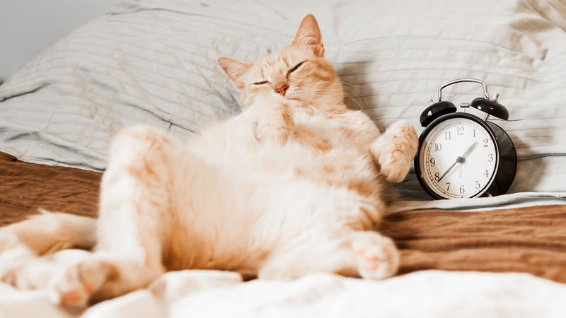 Распространённое мнение о том, что кошки спят две трети жизни, не совсем верно