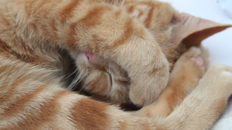 Сюжеты кошачьих снов построены на их личном жизненном опыте