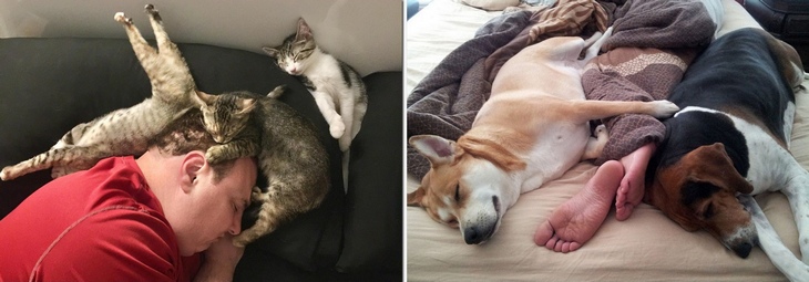 Коты спят на голове человека, а собаки в ногах