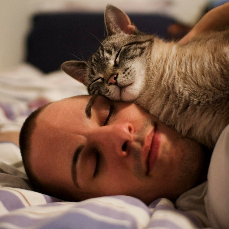 Почему кошки спят на голове человека