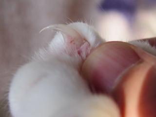wikimedia.org | 10 причин не заводить кошку