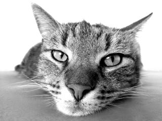 pixabay.com | 10 причин не заводить кошку