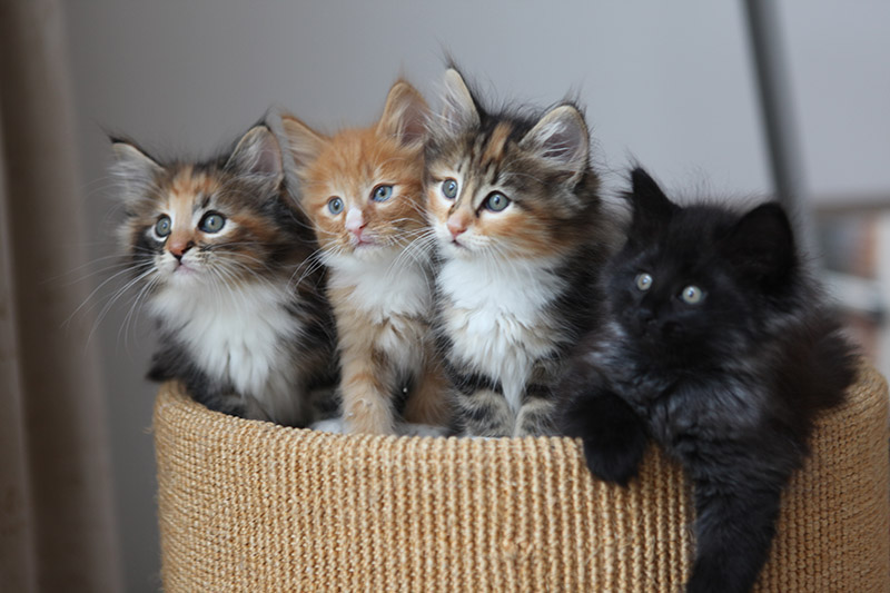 дерматофитоз у кошек лечение в домашних условиях