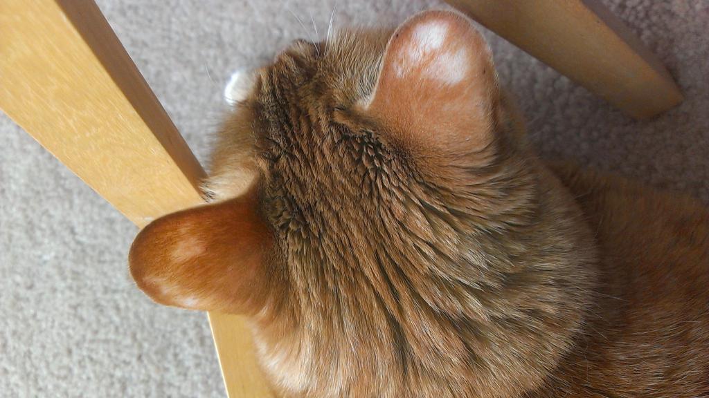 У кошки лысеют уши
