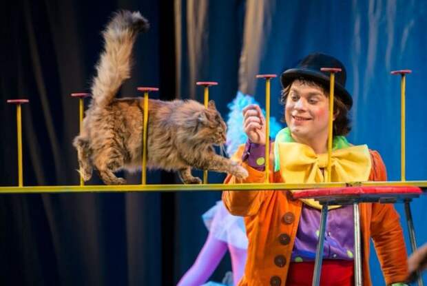 Кот выполняет задание в театре Куклачёва
