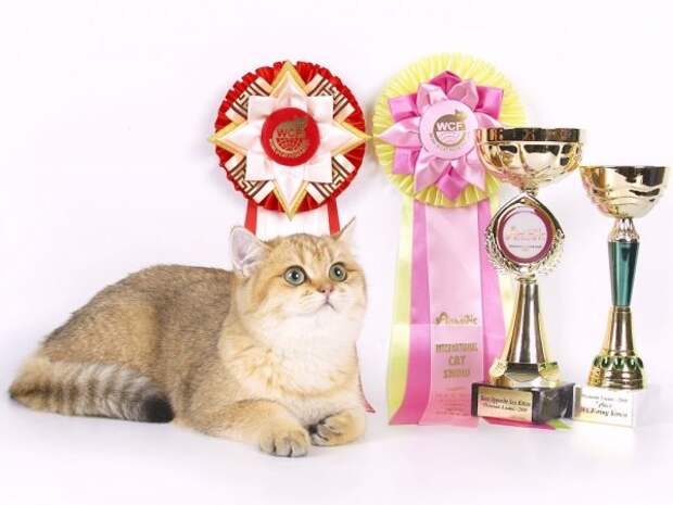 Кот и его награды с выставок