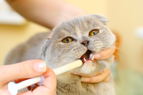 Как влить кошке лекарственную суспензию