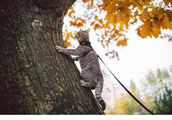 кот залез на дерево