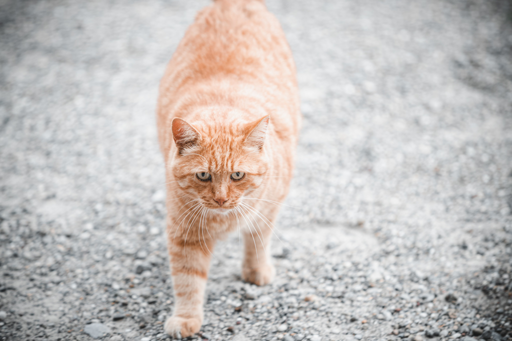 Ожирение у кошек от переедания