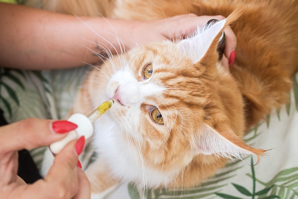 Как принимать препараты от глистов для кошек