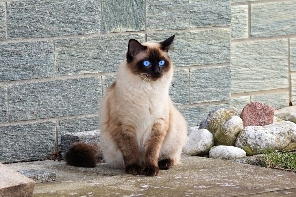 балинезийская кошка имеет окрас колор-пойнт по стандарту