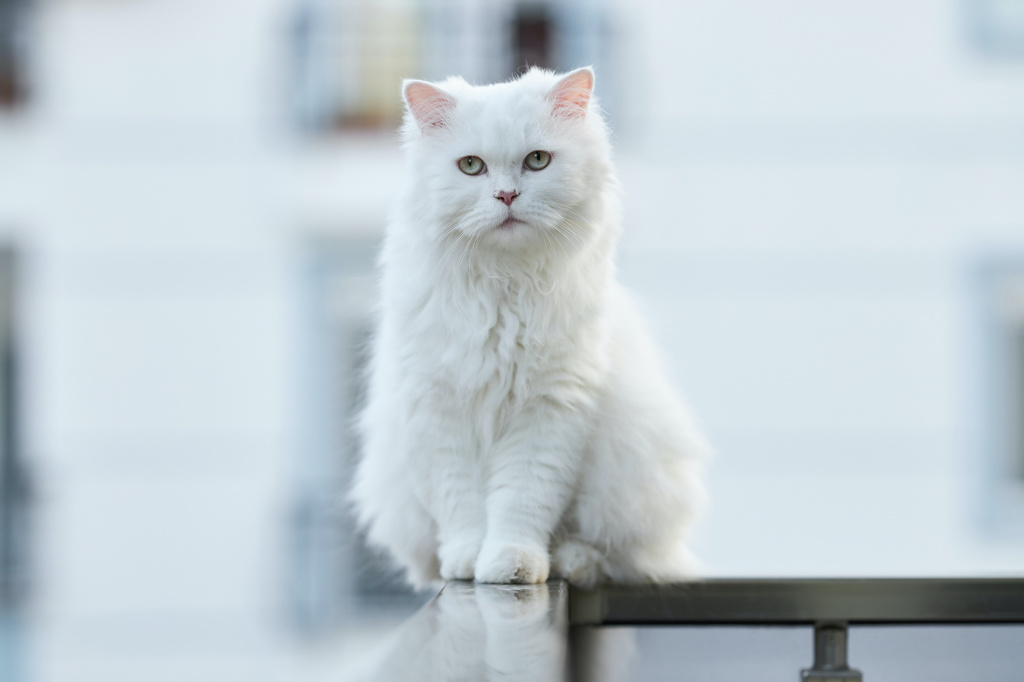 Ожирение у кошек, связанное с хроническими болезнями