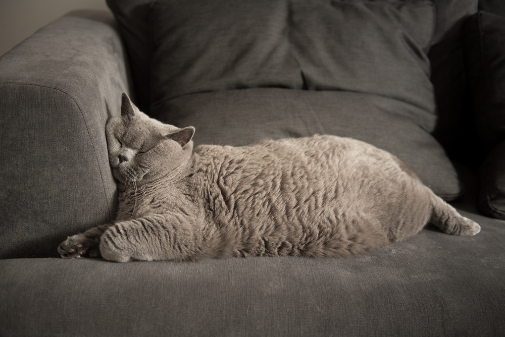 Породная предрасположенность к ожирению у кошек