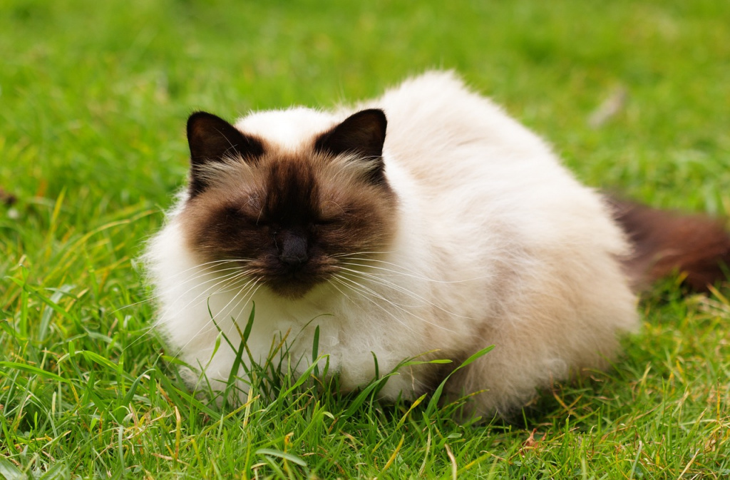 гималайская кошка имеет окрас колор-пойнт по стандарту