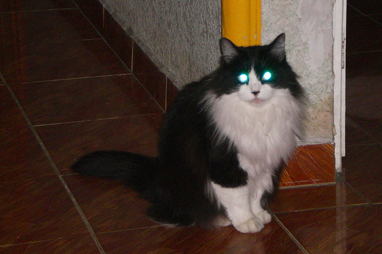 Глаза кошки отражают свет