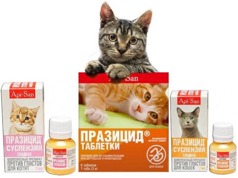 Препараты для котов