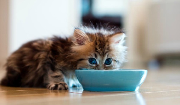 тарелка для котенка