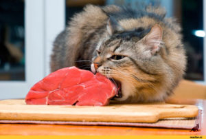 Кошка ест сырое мясо 2