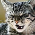 причины насморка и чиха у кошек