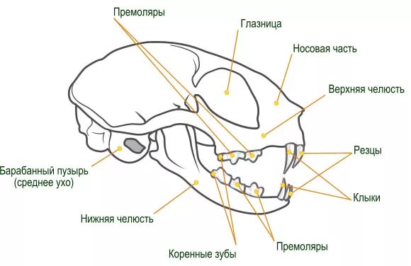 Схема строения черепа кошки