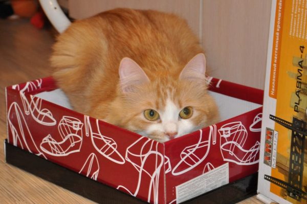 кошка сидит в засаде в коробке