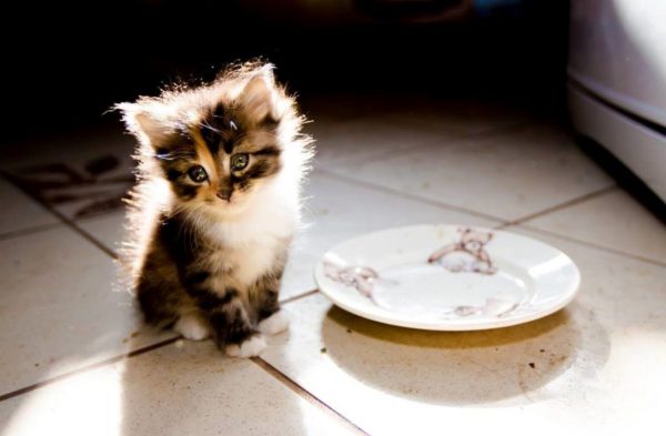 Котёнок перед пустой тарелочкой