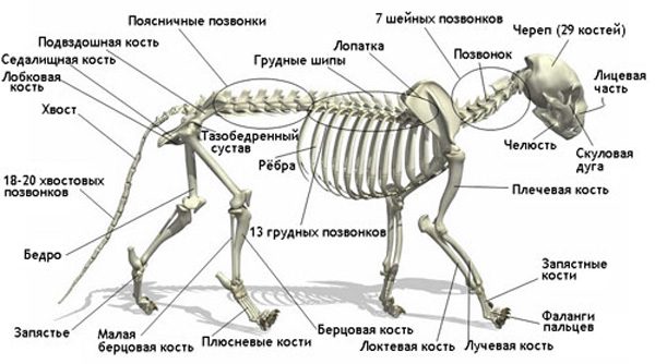 Схема строения кошачьего скелета