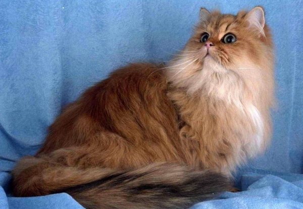 Персидская кошка классического типа на голубом фоне