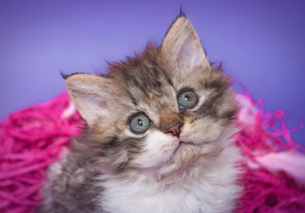 Волнистый котёнок окраса табби на сиренево-розовом фоне