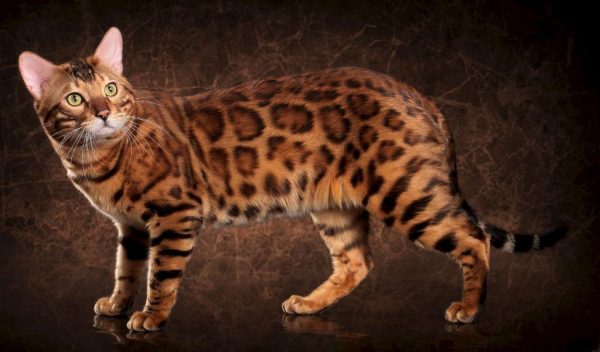 Бенгальский кот на коричневом фоне