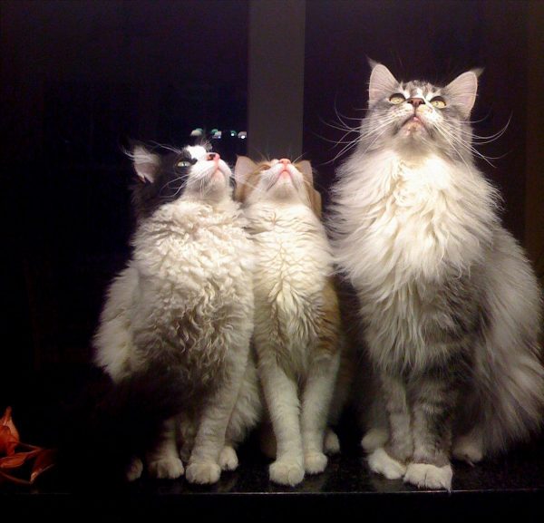 Кот и две кошки породы лаперм смотрят ввех