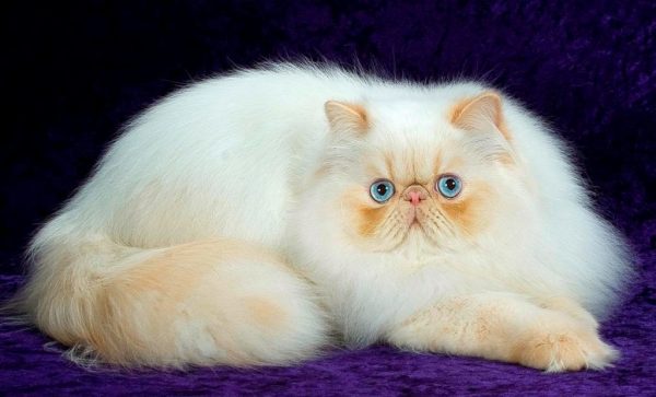 Персидская кошка на фиолетовом бархате
