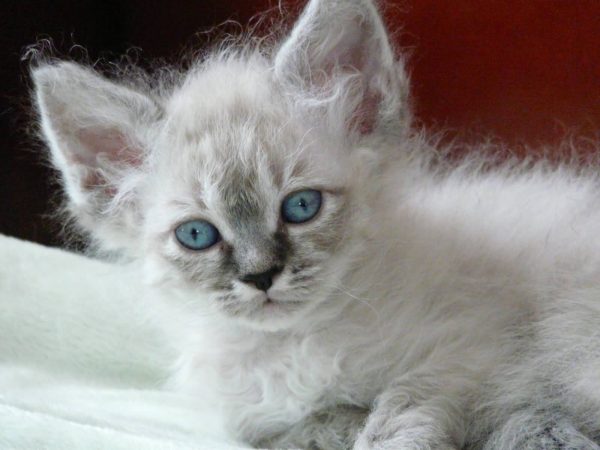 Колор-пойнтовый котёнок лаперма с голубыми глазами