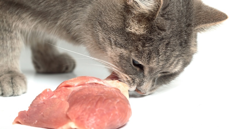 Как кормить сырым мясом кошку