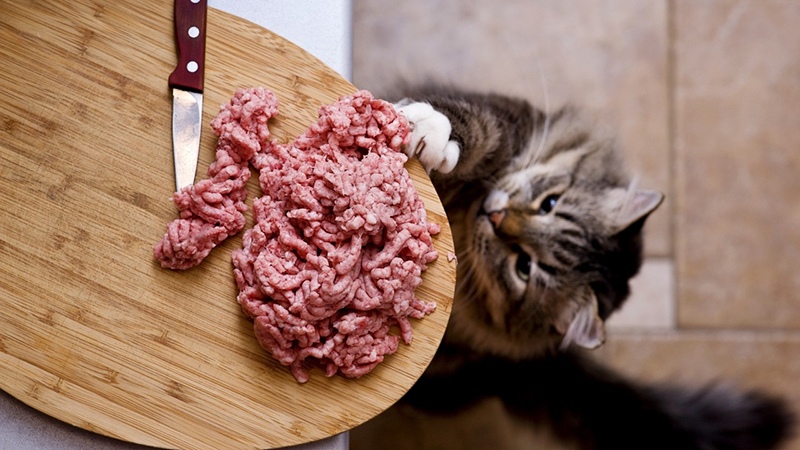 Можно ли давать котам мясной фарш