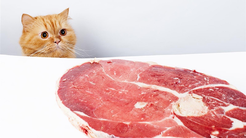 Какое мясо безопасно для кошек