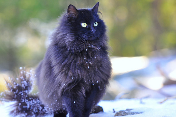 норвежская лесная кошка черная