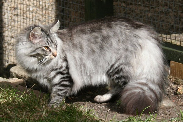 дымчатая норвежская лесная кошка